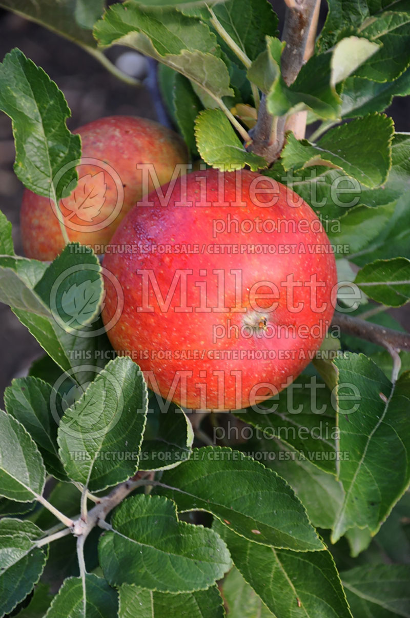 Malus Alkmene or Early Windsor (Apple tree) 1 