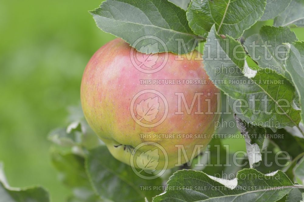 Malus Annie Elizabeth (Apple tree) 1