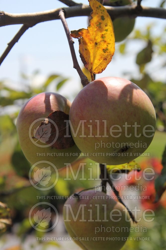 Malus Cortland (Apple tree) 1 