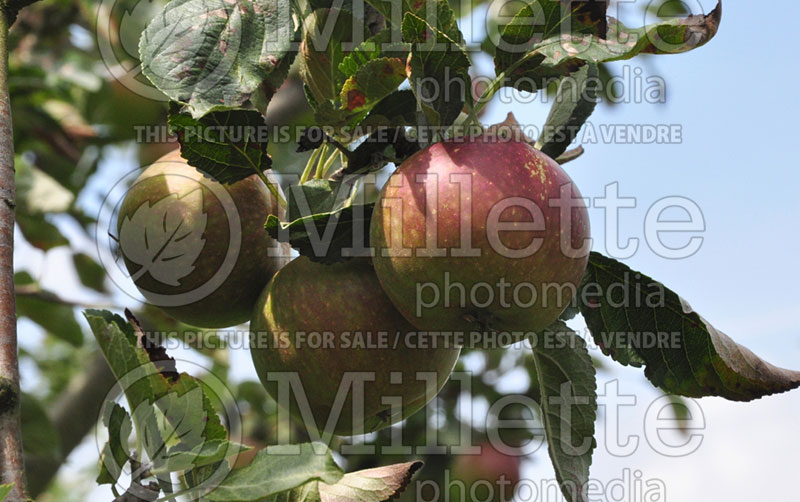 Malus Crimson Cox (Apple tree) 1 