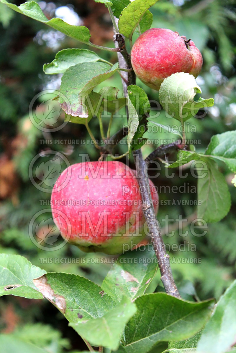 Malus Elstar (Apple tree) 6 