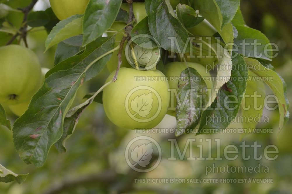 Malus Golden Delicious (Apple tree) 2