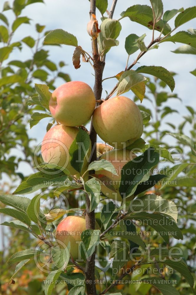 Malus Golden Delicious (Apple tree) 4