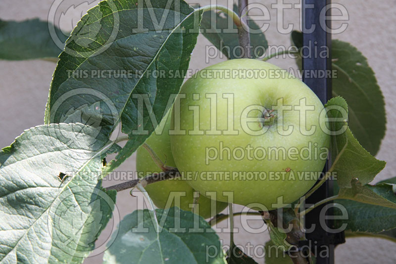 Malus Gravenstein (Apple tree fruit pomme) 1