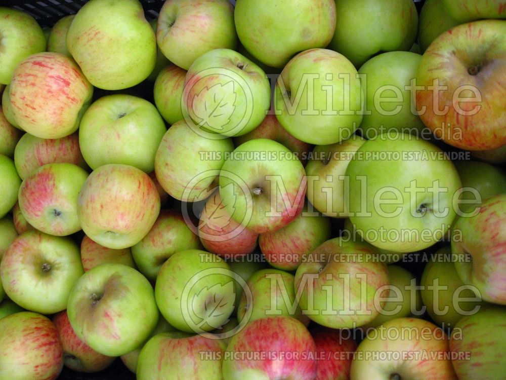 Malus Gravenstein (Apple tree fruit pomme) 2