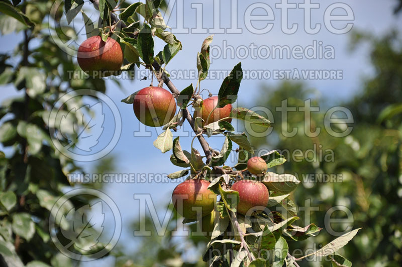 Malus Ingrid Marie (Apple tree) 1 