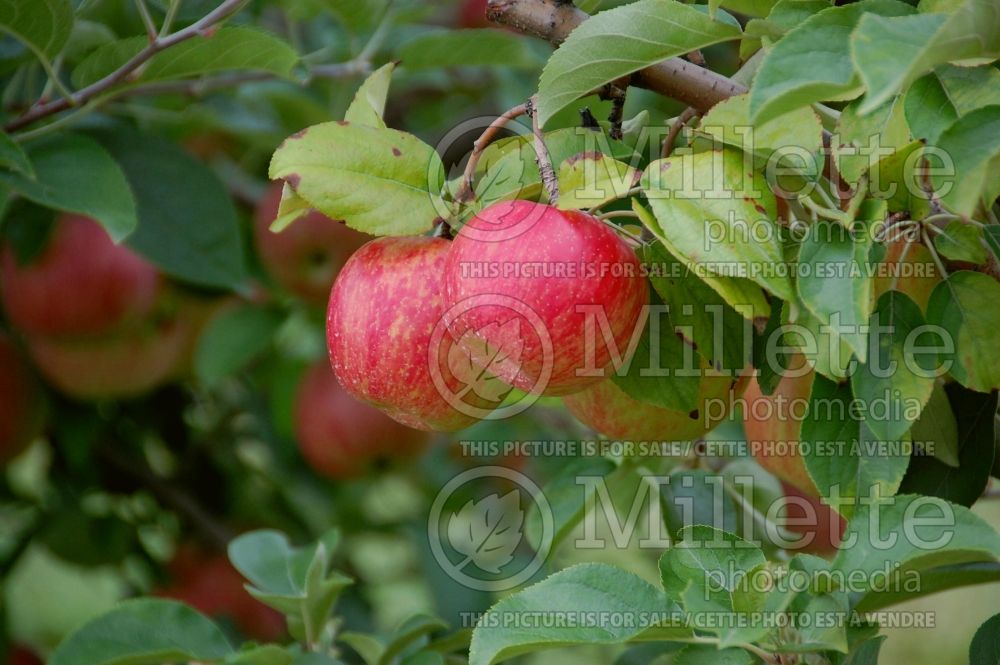 Malus Jonagold (Apple tree) 4 