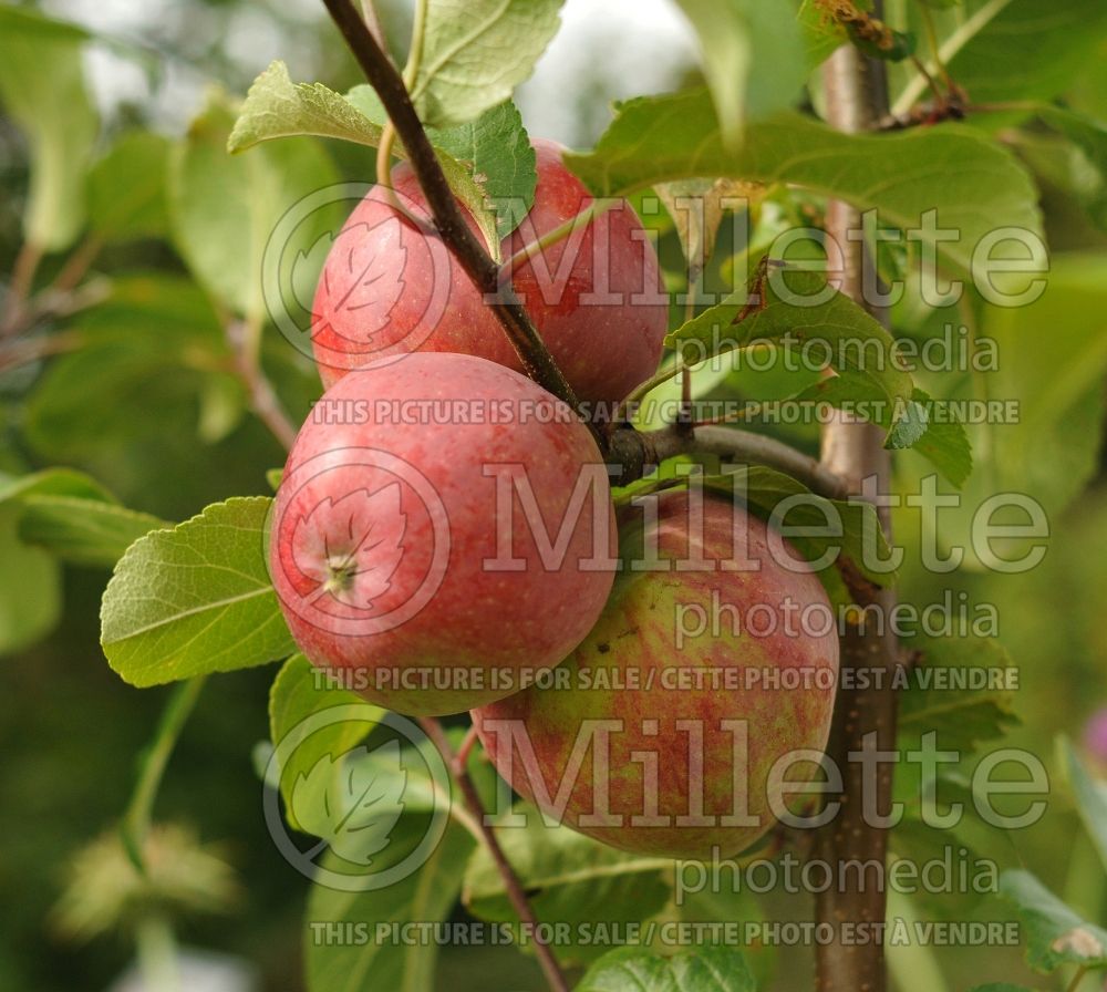 Malus Liberty (Apple tree) 6 