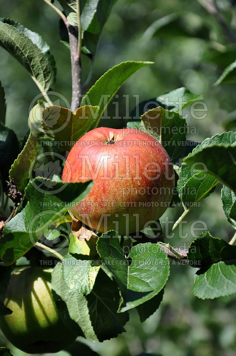 Malus Lord Lambourne (Apple tree) 1 