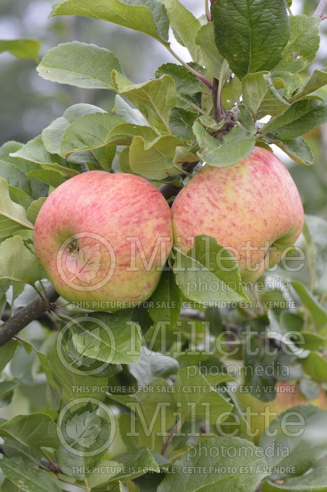 Malus Queen (Apple tree) 2