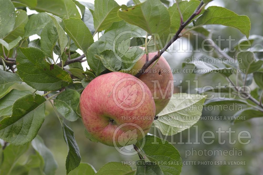 Malus Queen (Apple tree) 1