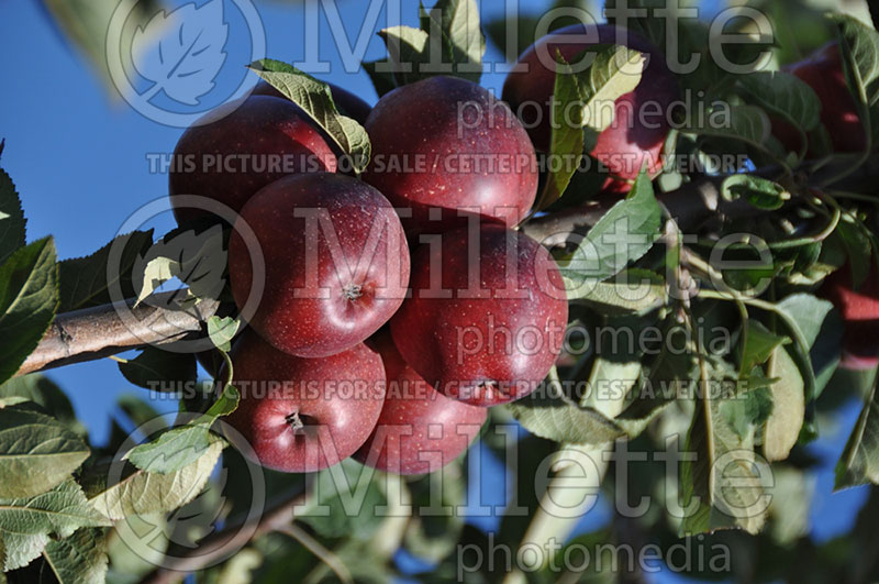 Malus Red Delicious aka Red Chief (Apple tree) 1 