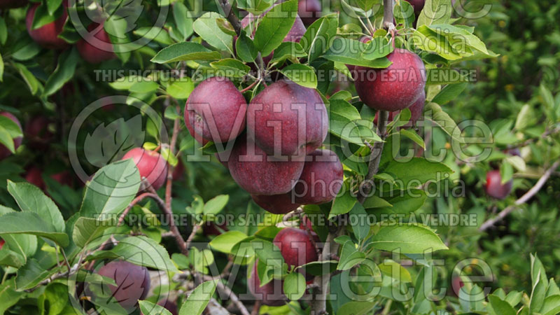 Malus Red Delicious aka Red Chief (Apple tree) 2 