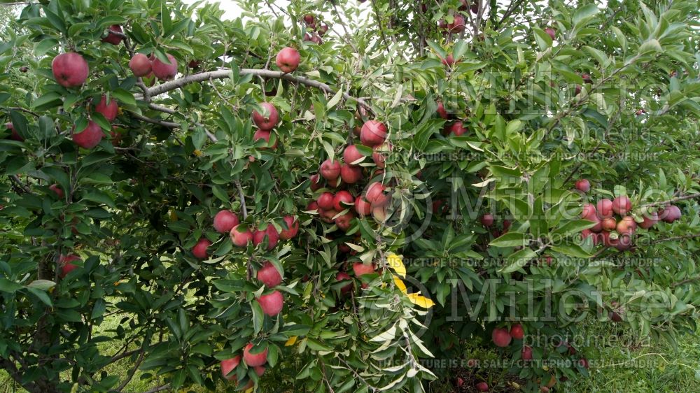 Malus Red Delicious aka Red Chief (Apple tree) 6 