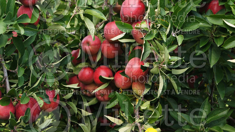 Malus Red Delicious aka Red Chief (Apple tree) 4 