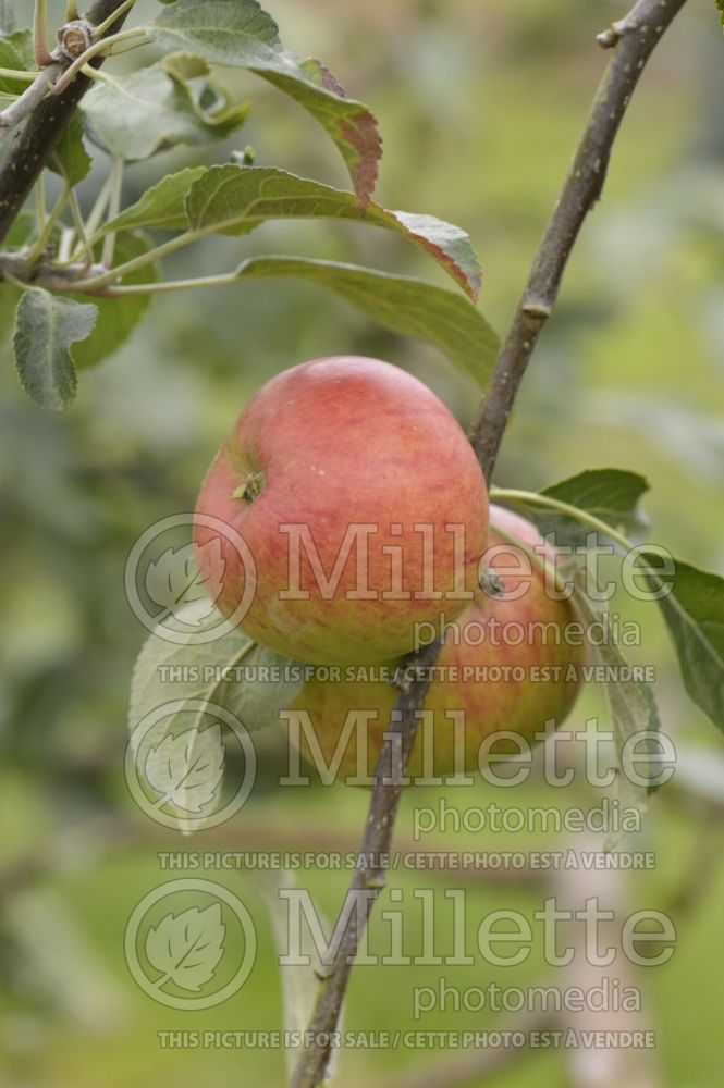 Malus Red Fortune aka Laxton's Fortune (Apple tree) 2