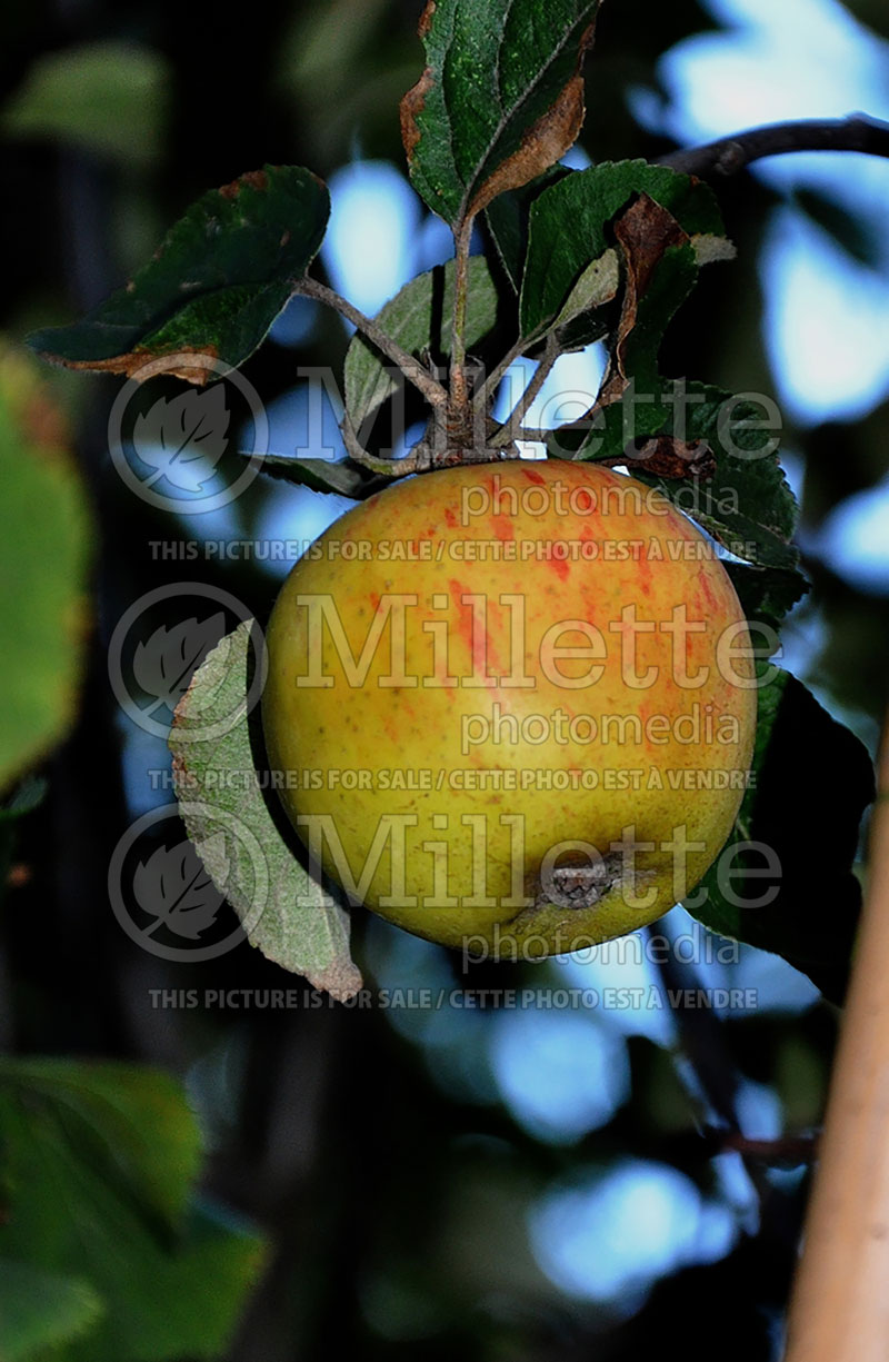 Malus Reine des Reinettes (Apple tree) 3 