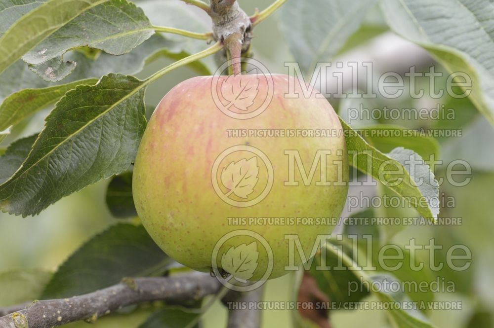 Malus Thomas Rivers (Apple tree) 1