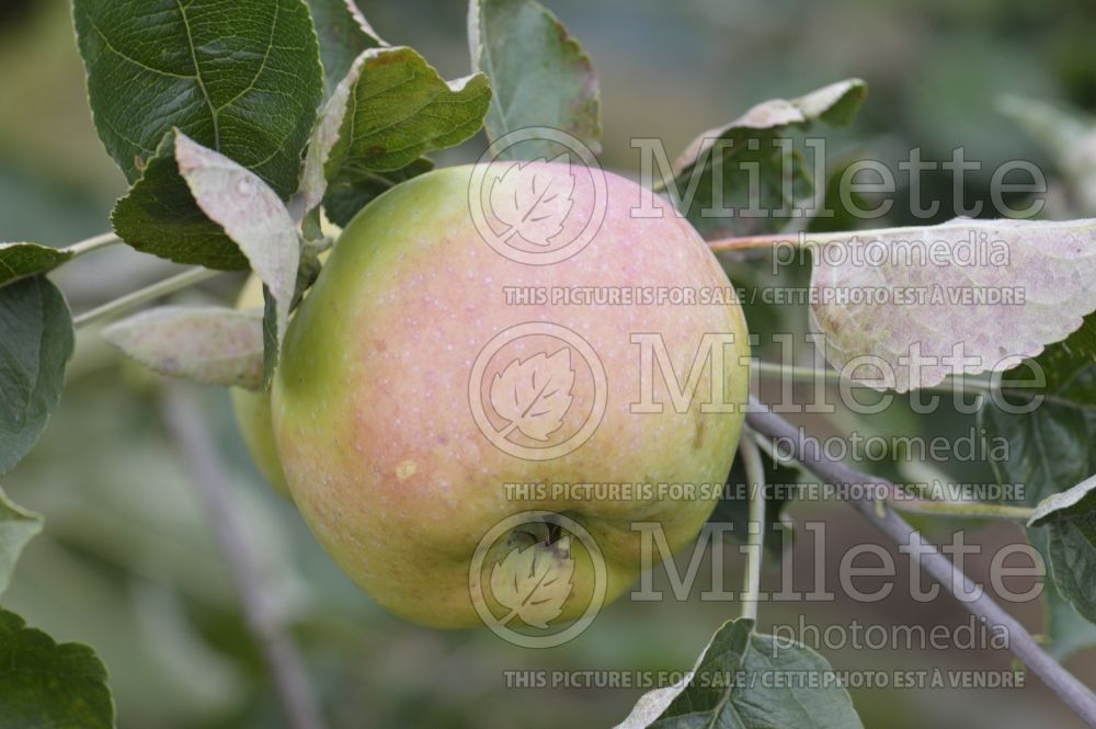 Malus Transparente de Croncels (Apple tree) 1