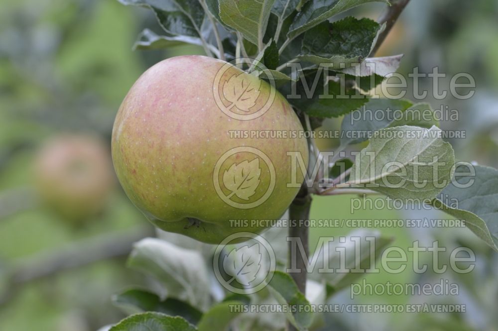 Malus Twenty Ounce (Apple tree) 1
