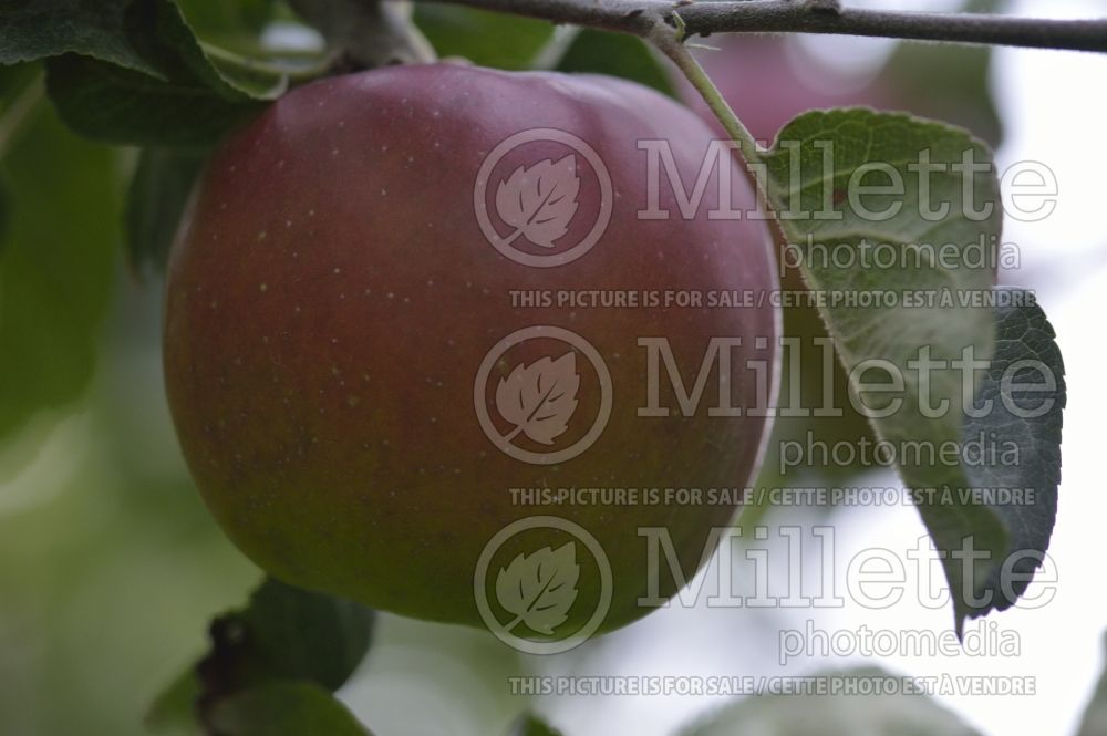 Malus Violette (Apple tree) 1