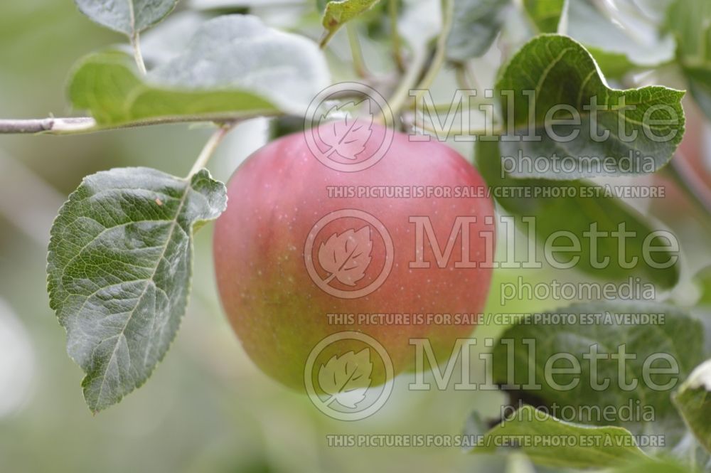 Malus Violette (Apple tree) 2