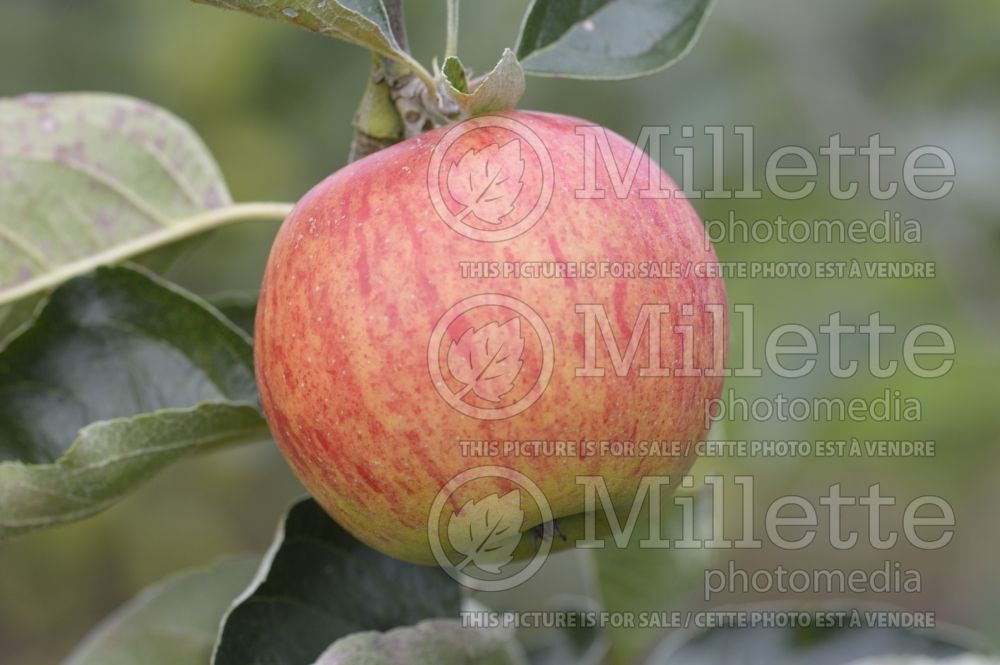 Malus Washington Strawberry (Apple tree) 1