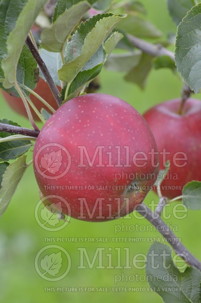 Malus Wellant (Apple tree) 2