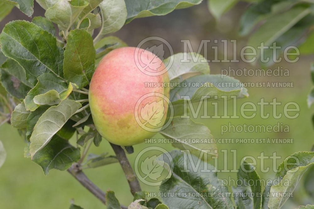 Malus Winter Hawthornden (Apple tree) 1