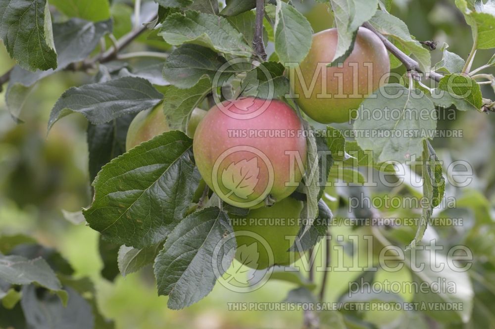 Malus Winter Majetin (Apple tree) 1