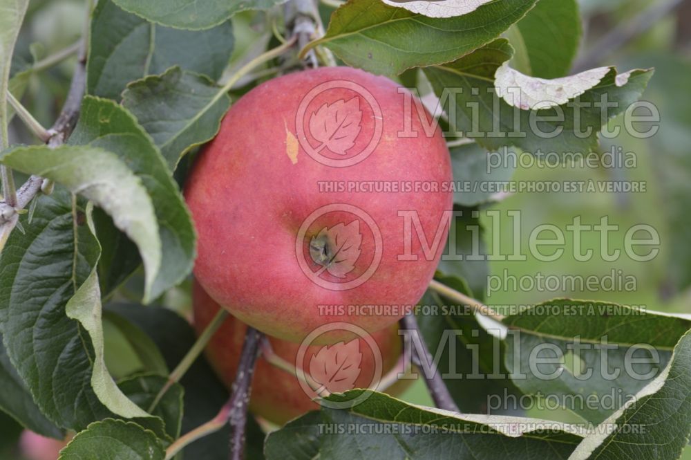 Malus Zari (Apple tree) 1