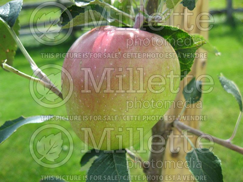 Malus Gemini (Apple tree)  2