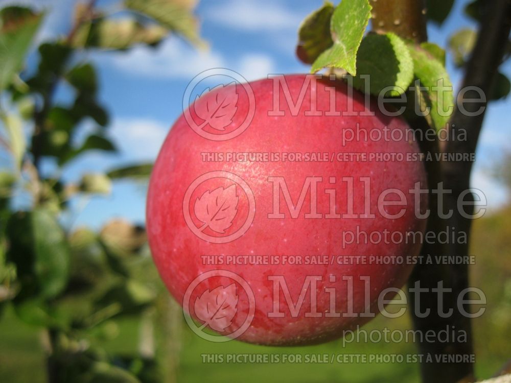 Malus Jonafree (Apple)  1