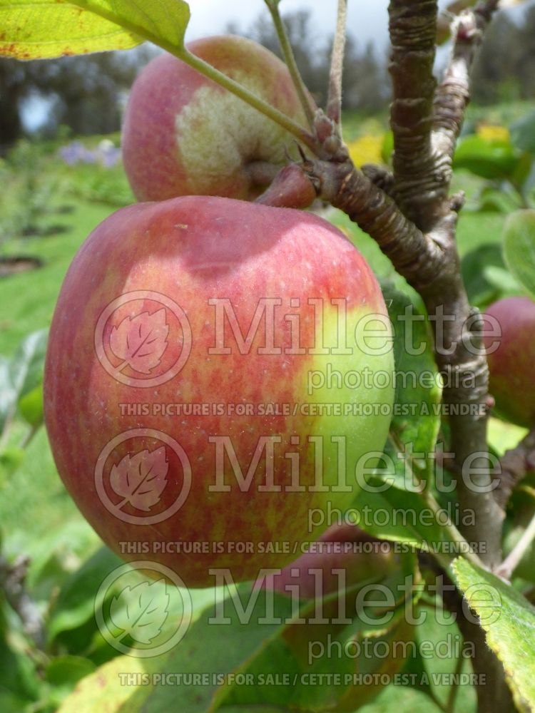 Malus Anna (Apple tree) 3 