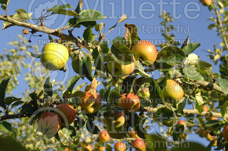 Malus Reine des Reinettes (Apple tree) 1 