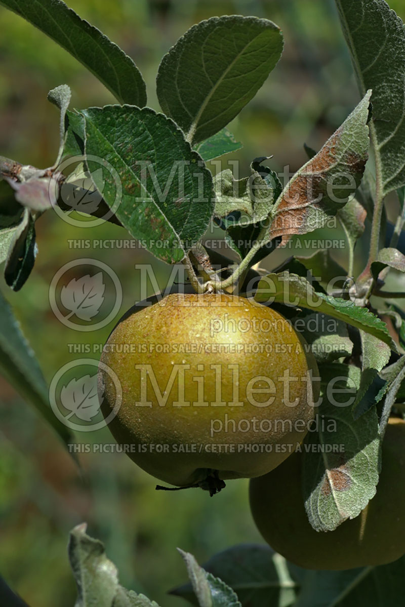 Malus Reinette Grise du Canada (Apple tree fruit - pomme) 3 