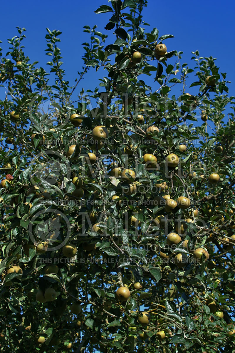 Malus Reinette Grise du Canada (Apple tree fruit - pomme) 5 