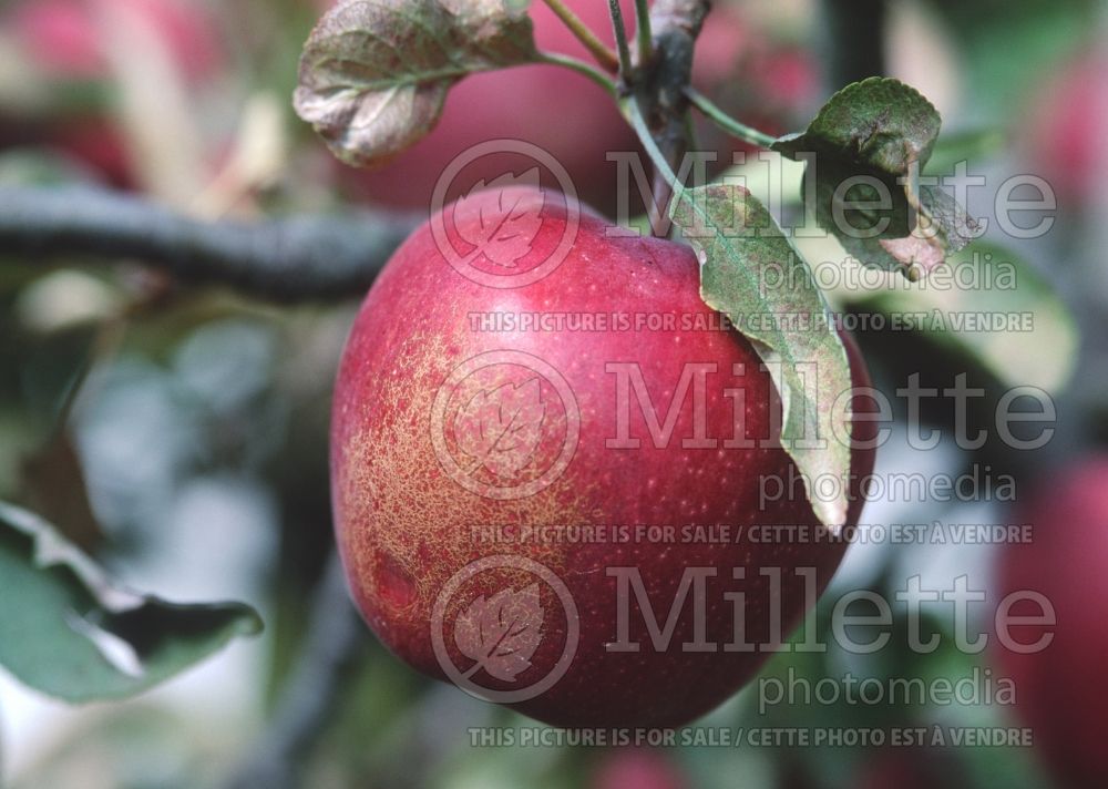 Malus Red Delicious aka Red Chief (Apple tree) 5