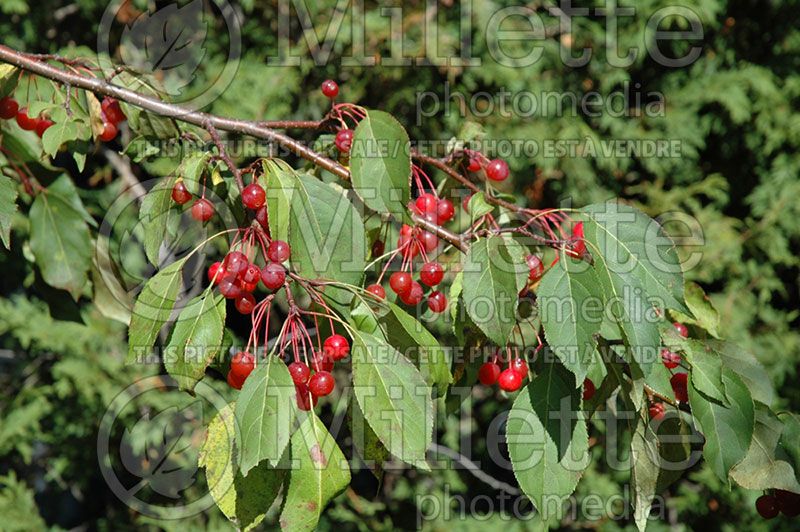 Malus Red Jade (Crabapple tree)  2