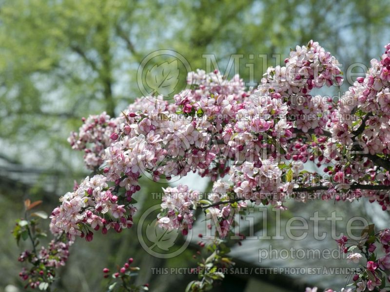 Malus Candymint (Sargent crabapple) 2