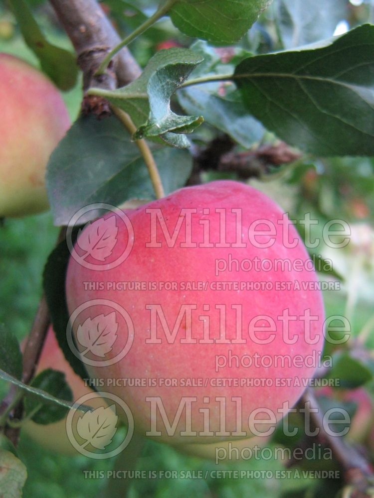 Malus Trail (Apple tree)  1