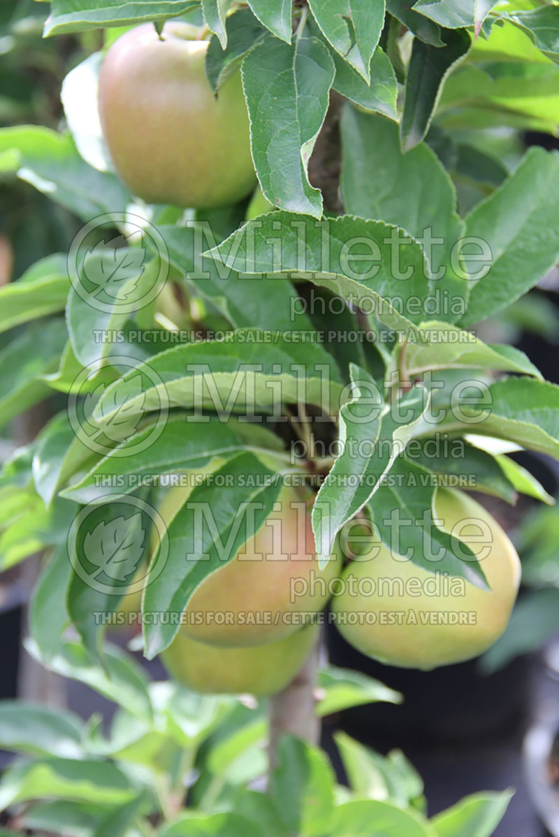 Malus Golden Treat  (Apple tree) 3 