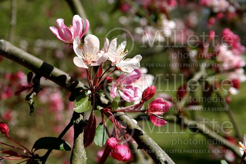 Malus Weeping Candied Apple (Crabapple) 2 
