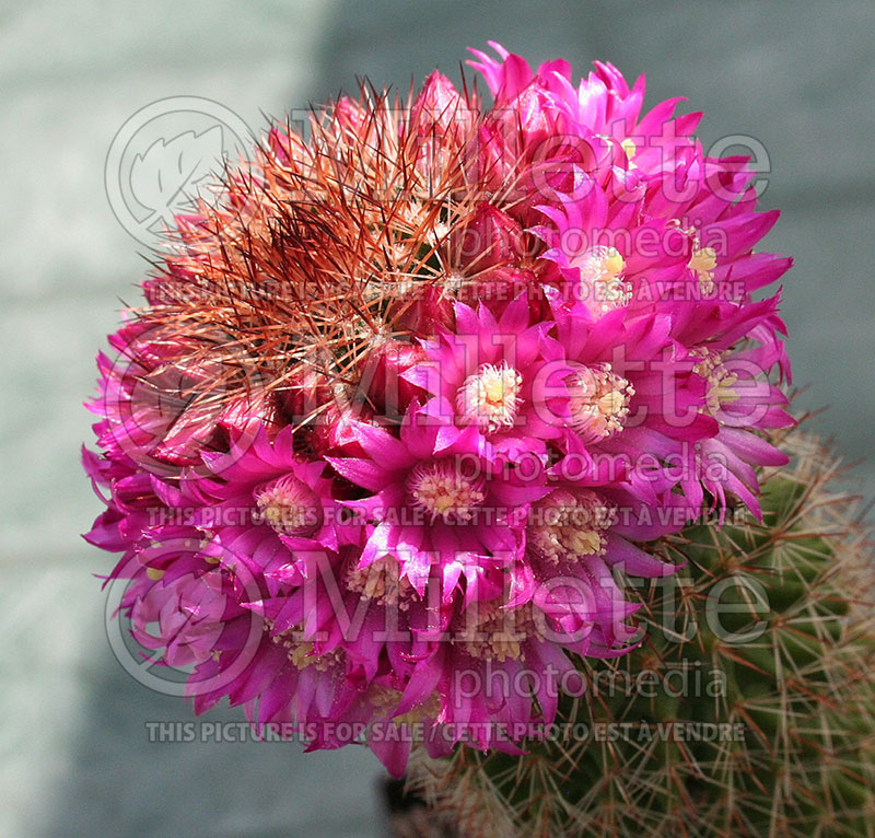 Mammillaria backebergiana (Mammillaria cactus) 1