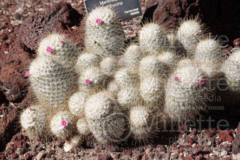 Mammillaria bombycina (cactus) 1