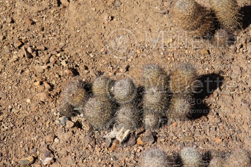 Mammillaria grahamii or microcarpa (Arizona fishhook cactusa) 1