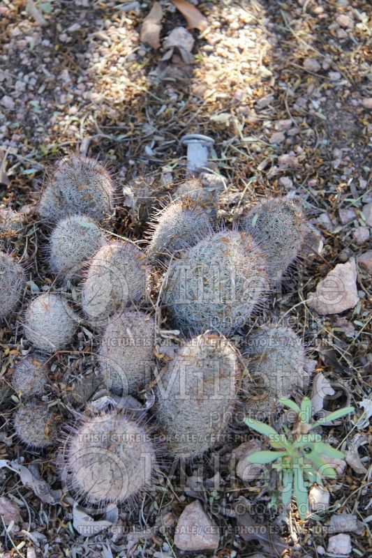 Mammillaria grahamii or microcarpa (Arizona fishhook cactusa) 2