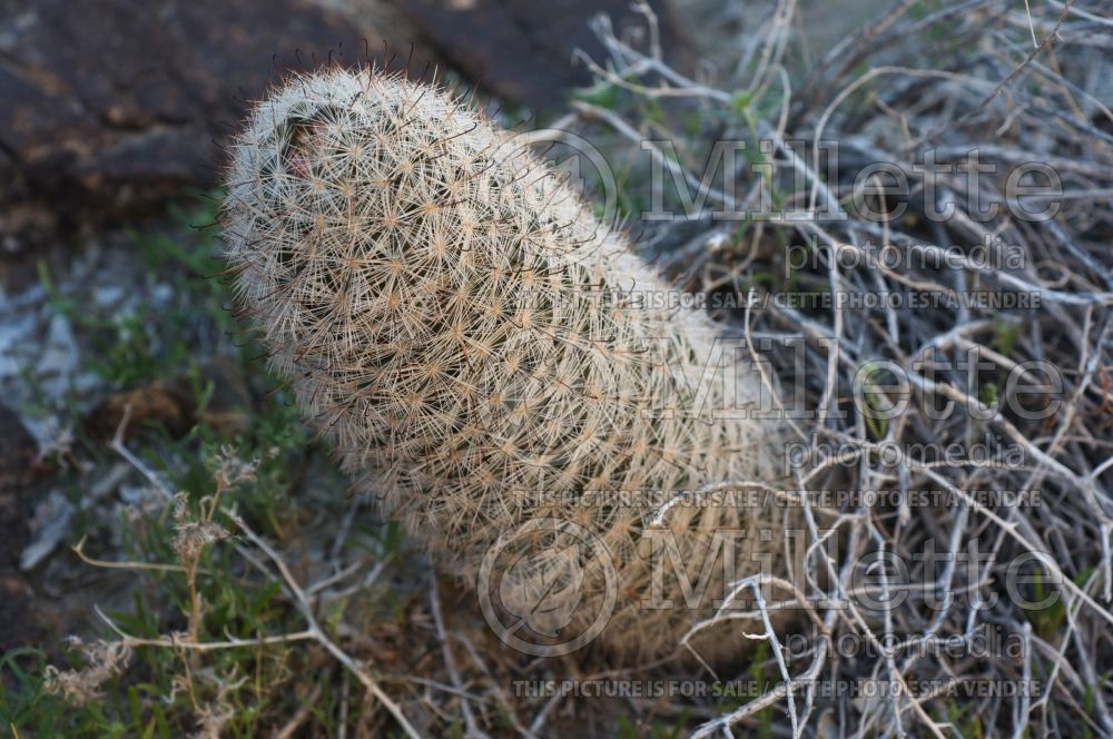 Mammillaria grahamii aka microcarpa (Arizona fishhook cactusa) 5
