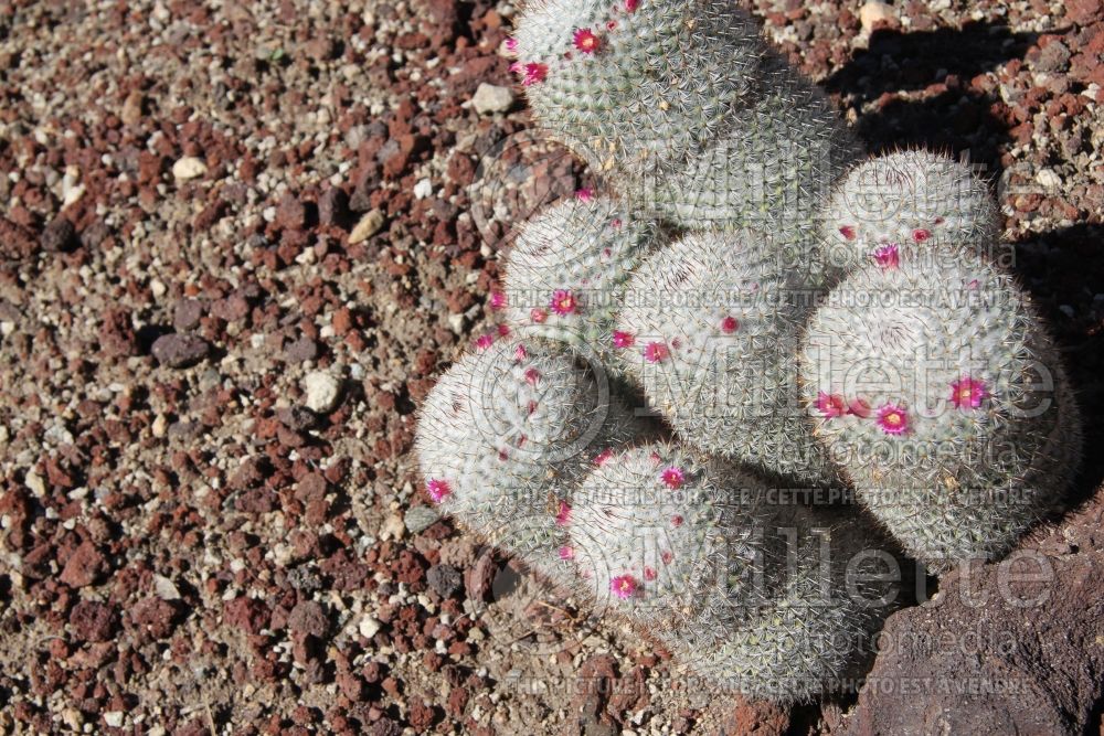 Mammillaria haageana (cactus) 1