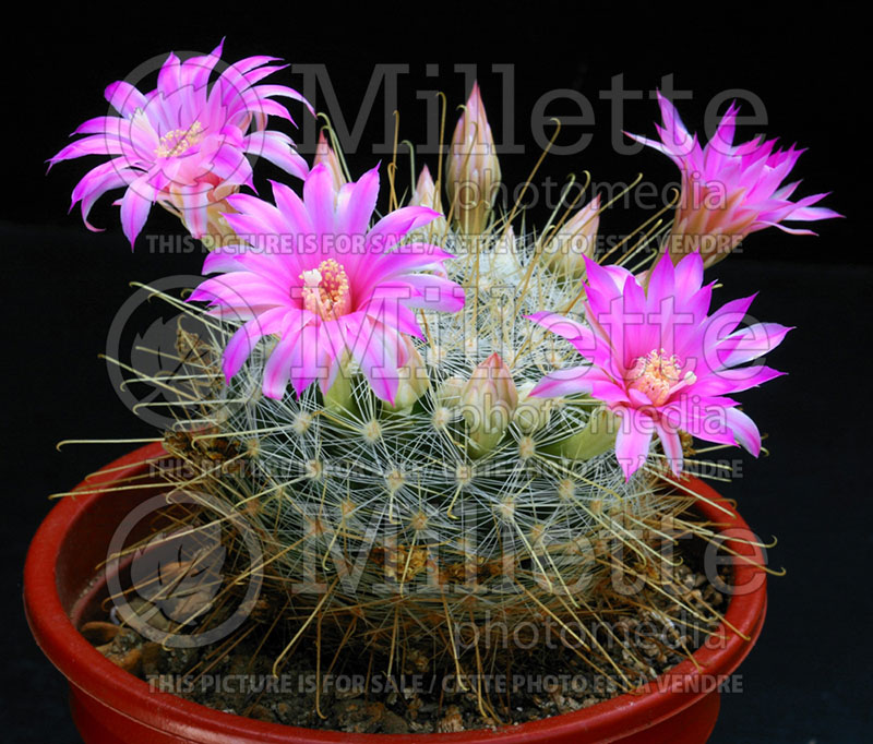Mammillaria longiflora (Mammillaria cactus) 1 